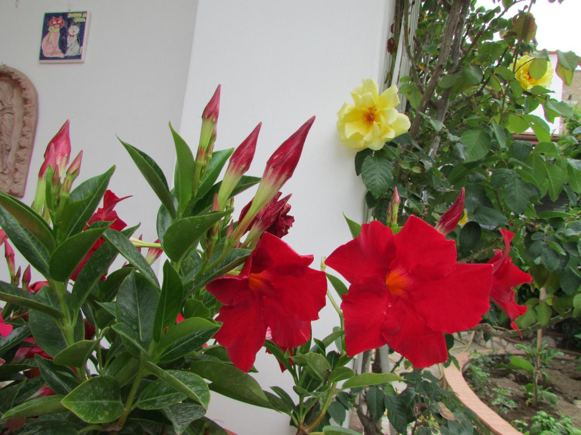 B&B Palazzo A Mare Capri Exteriér fotografie